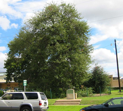 Treaty Oak-recent